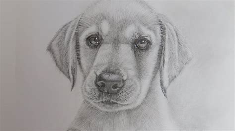 Pin by Kasey W on art | Realistic animal drawings, Dog drawing ...