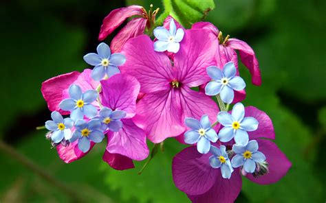 Download Purple Flower Blue Flower Forget-me-not Nature Flower HD Wallpaper