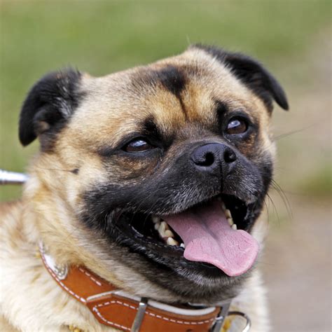 16 Pug Mixes You'll Want to Adopt | Reader's Digest