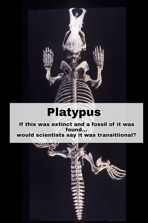 Platypus skeleton and the idea if found in the fossil record what would scientists have to say ...