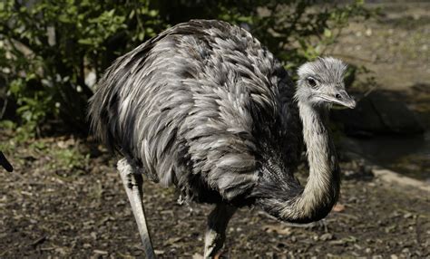 Greater rhea | Smithsonian's National Zoo and Conservation Biology ...