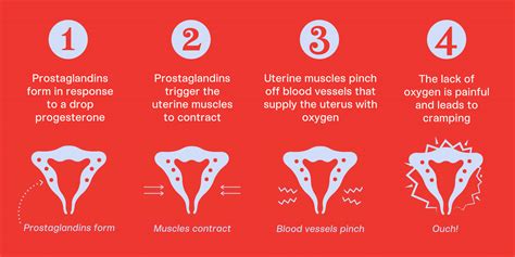 Why Do We Get Period Cramps