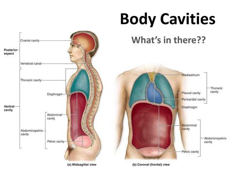 PPT - Body Cavities PowerPoint Presentation, free download - ID:2759699