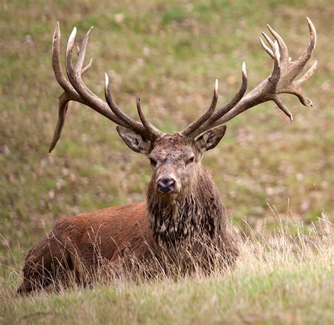 Red Deer entered outer islands of Scotland 5000 years ago from Europe - Market Business News