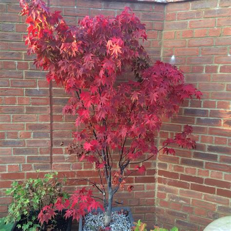 Acer Palmatum 'Osakazuki', Japanese Maple 'Osakazuki' in GardenTags plant encyclopedia