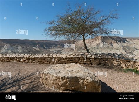 lonely tree in the desert, Israel Stock Photo - Alamy