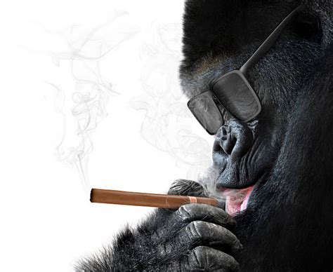 30+ Monkey Smoking Cigarettes Pictures Stock Photos, Pictures & Royalty-Free Images - iStock