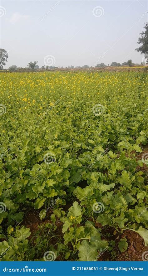 Healthy Mustard Crop in India Stock Image - Image of leaf, fruit: 211686061