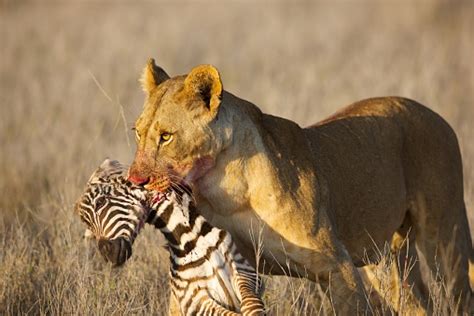 Female Lion With Baby Zebra Kill Stock Photo - Download Image Now - Lion - Feline, Lioness ...