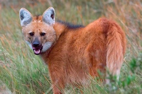 Aguará guazú, una especie que necesitamos conservar - itCórdoba