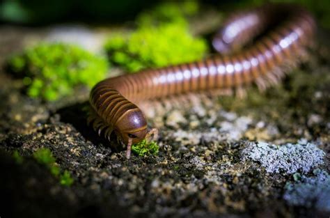 Myriapoda° - Myriapoda is a subphylum of arthropods containing ...