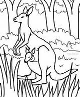 Printable Kangaroo Coloring Pages For Kids sketch template