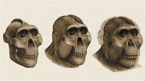 Dental Detectives: What Fossil Teeth Reveal About Ancestral Human Diets | WLRN