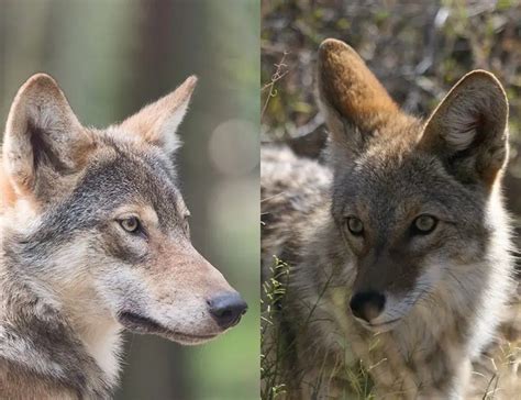 Wolf vs. Coyote: Similarities And Differences Explained