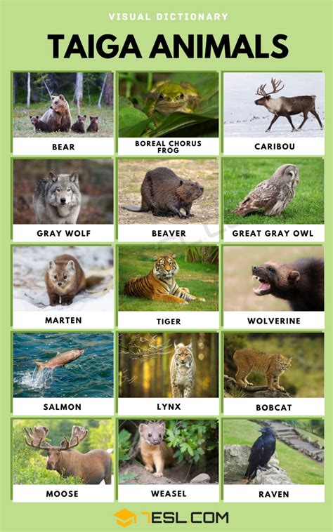 Taiga Animals Names and List of Taiga Animals in English • 7ESL