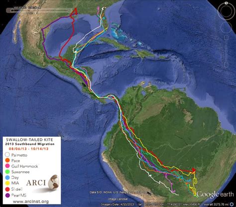 Swallow-tailed Kite Migration: Swallow-tailed Kite Migration: 30 October 2013