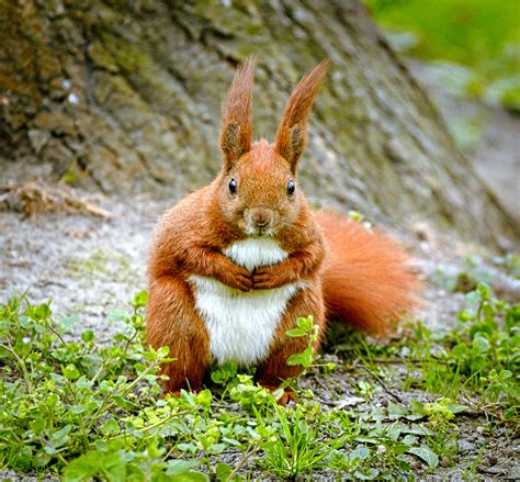 Red Squirrel | Know Your Critter