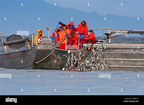 Herring skiff fishing for pacific herring in Strait of Georgia (Salish Sea) near Nanaimo ...