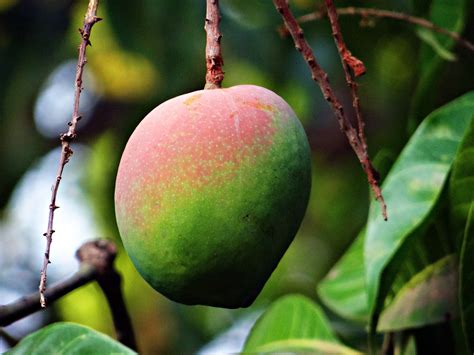 Famous Mango varieties in India ( King of Fruits)