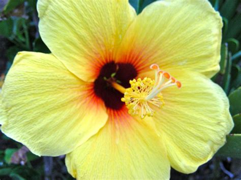 Hawaiian Yellow Hibiscus | Yellow hibiscus, Hibiscus, Photo