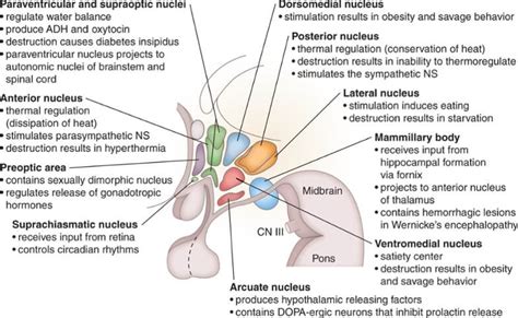 Nuclei of Hypothalamus – Mnemonic | Epomedicine