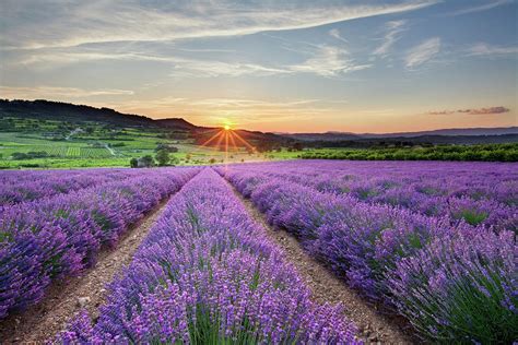 Sunset Over Lavender Fields, Provence by Guy Edwardes