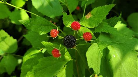 Black Raspberry – A Complete Guide To Rubus Occidentalis – GrowIt BuildIT