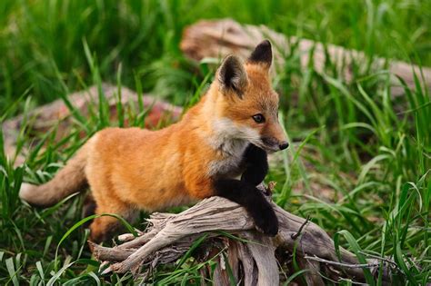 Black sock … | Fox pups, Pet fox, Cute animals