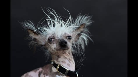 Meet the world's ugliest dog - CNN