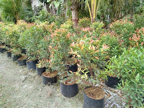 Ornamental Plants For Sale: Cebu Eugenia Plant