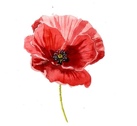 Discover the Beauty of Watercolor Poppy Painting