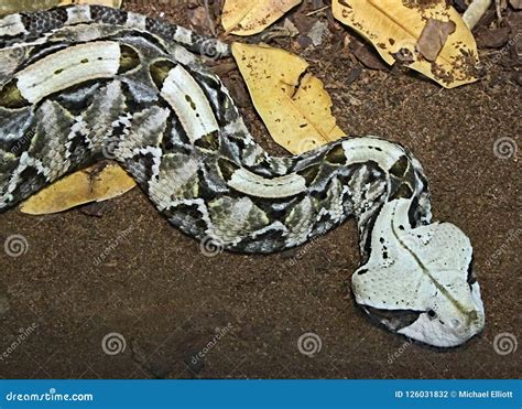 Camouflaged Venomous Gaboon Viper Stock Photo - Image of exterior ...