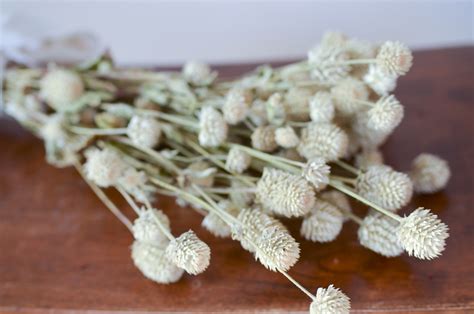 Dried Ivory Globe Amaranth | The Blaithin Blair Shop