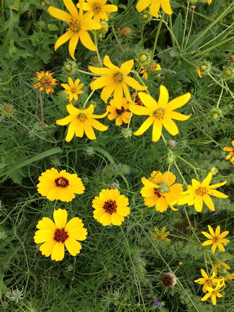 Texas wildflowers Yellow Wildflowers, Yellow Flowers, Wild Flowers ...