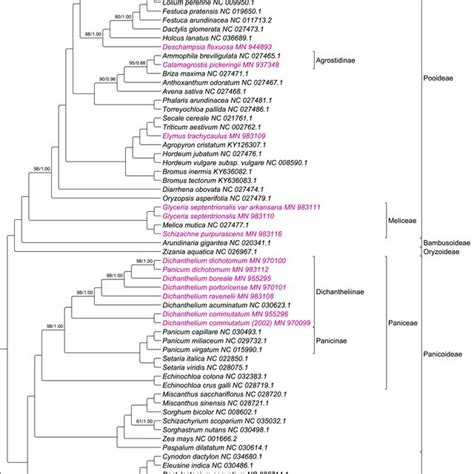 Phylogenomic tree of 72 Poaceae species. Newly sequenced plastomes are... | Download Scientific ...