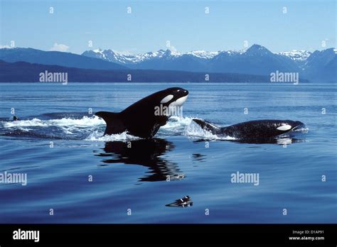 Killer whale; Orca.Orcinus orca.Breaching.Photographed in Icy Strait ...