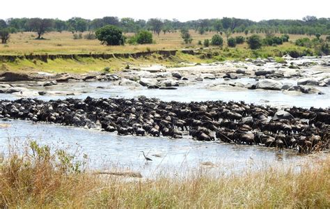 Mara River Crossing - The Great Migration, it has begun!