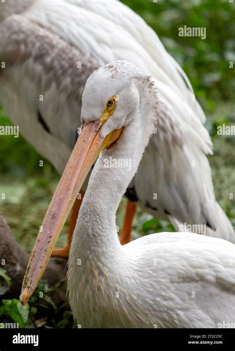 The American white pelican is the largest native bird in North America ...