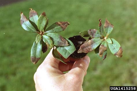 Pestalotiopsis blight (Pestalotiopsis guepinii)