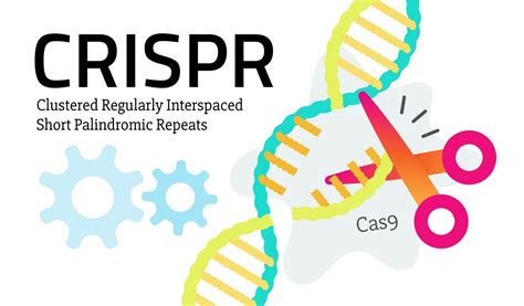 While the benefits of CRISPR range from curing genetic conditions to ...