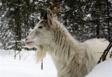 Finnish Landrace Goats | Oklahoma State University