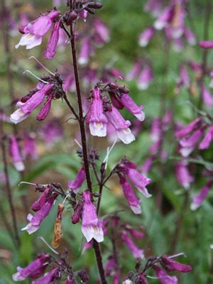 Penstemon Grow Guide