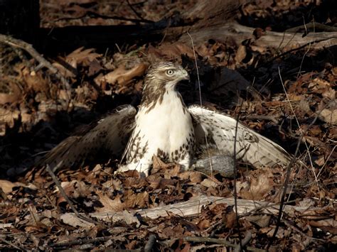 Hawk Prey Hunt - Free photo on Pixabay