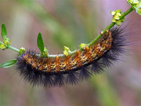 Salt Marsh Caterpillar – DFW Urban Wildlife