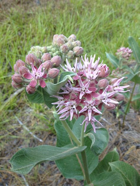 Milkweed Biology | Western Monarch Milkweed Mapper