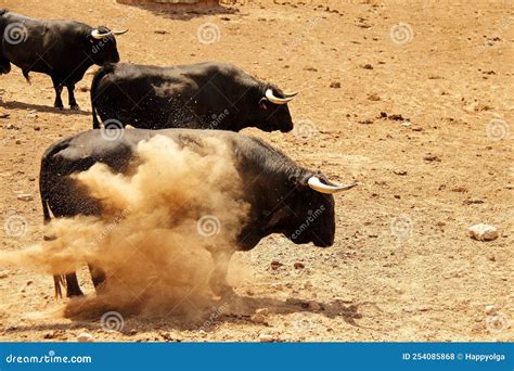 Farm of Bulls, Ranch Style Farming Stock Photo - Image of cattle, park ...