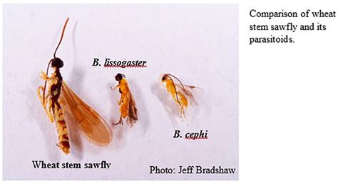 Wheat Stem Sawfly: An Overview