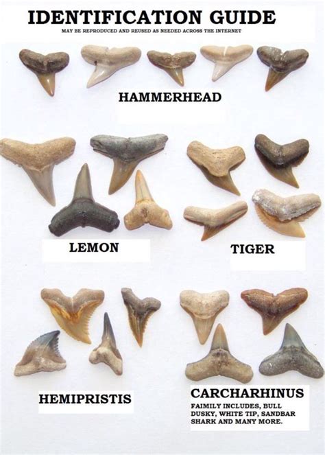 Sharks teeth identification chart. | Shark teeth, Shark teeth crafts, Sandbar shark