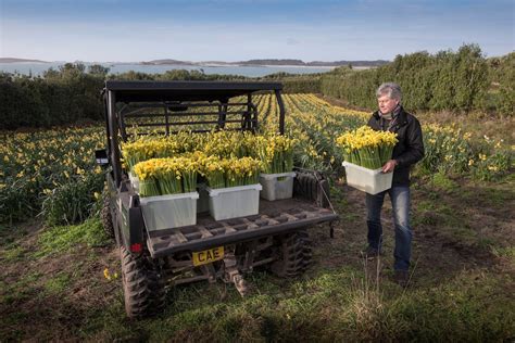 The flower growers of the Scilly Isles: 'There’s a bit of good fortune and a lot of hard work ...