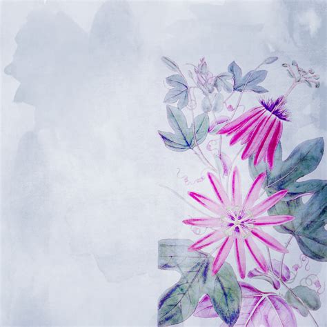 Passion Flowers Watercolor Paper Free Stock Photo - Public Domain Pictures